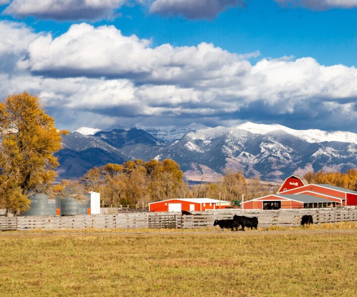 Van Dyke Angus Ranch in Manhattan, Montana on a fall afternoon.
